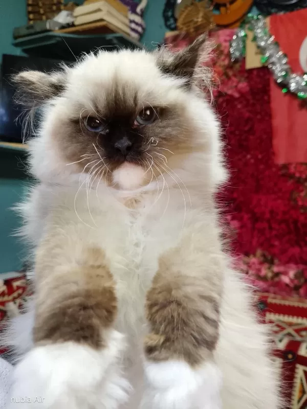 Ragdoll Seal Mitted Erkek Yavrum Ailesini Arıyor