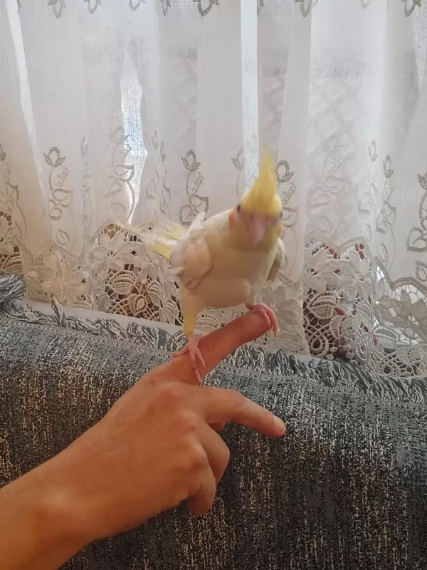 Konuşan Sultan Papağanlar Podyumda