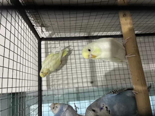 Harika Bebek Muhabbet Kuşu