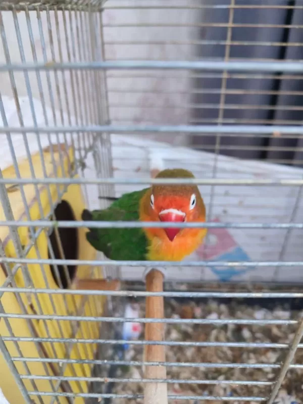 Dişi Damızlık Cennet Papağanı