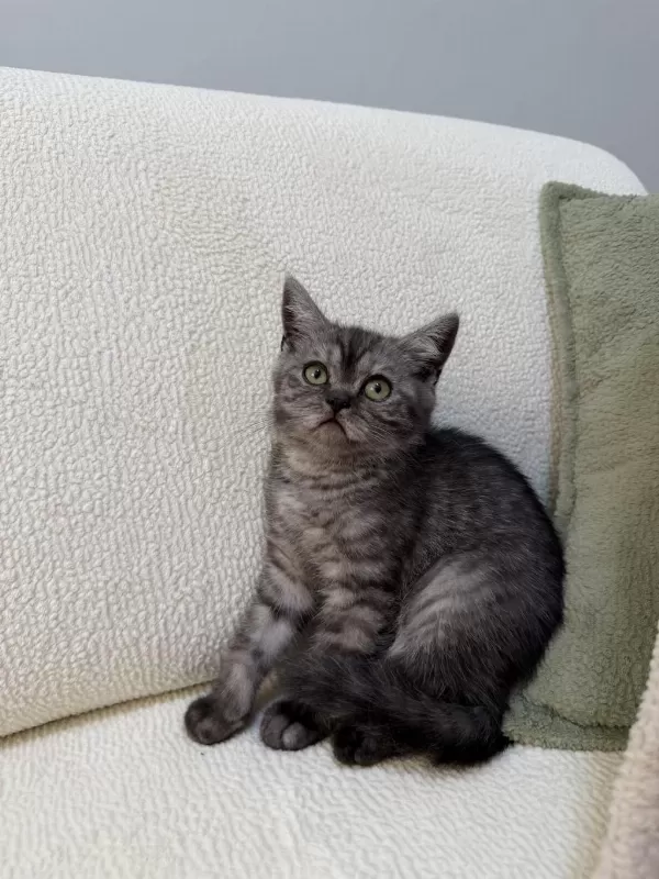 Anne Altından Kurt Adam Erkek Oyuncu British Shorthair