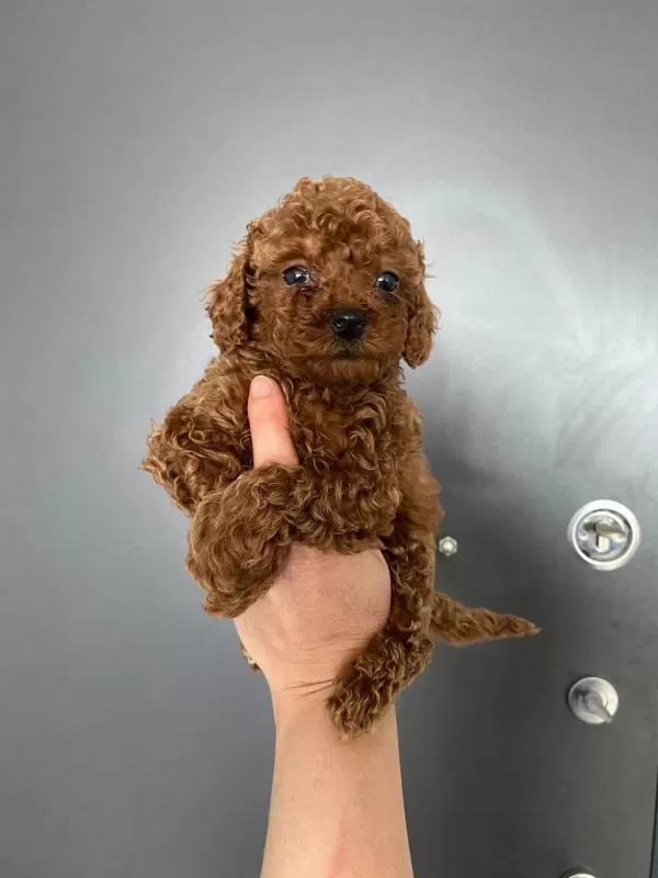 Red Brown Poodle Yavrularım