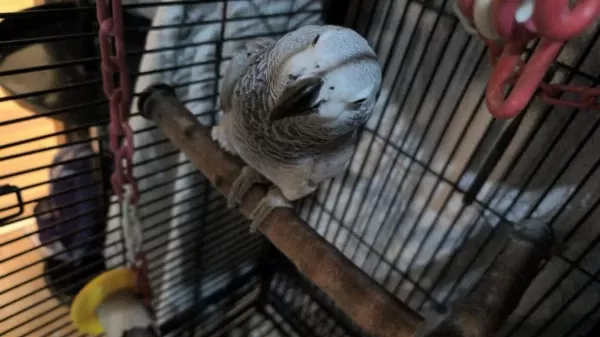 Sağlıklı Erkek Jako Papağanı