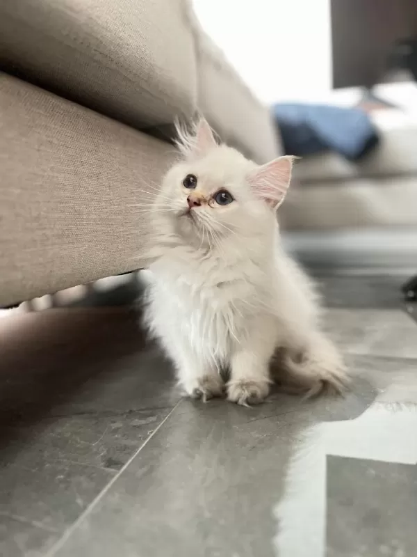 Pofuduk British Longhair Prenses