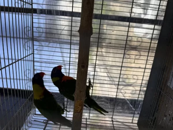 Sağlıklı Takım Lori Papağanı