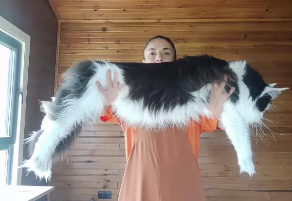 Tüm Aşı Ve Belgeleri Eksiksiz Şecereli Safkan Maine Coon