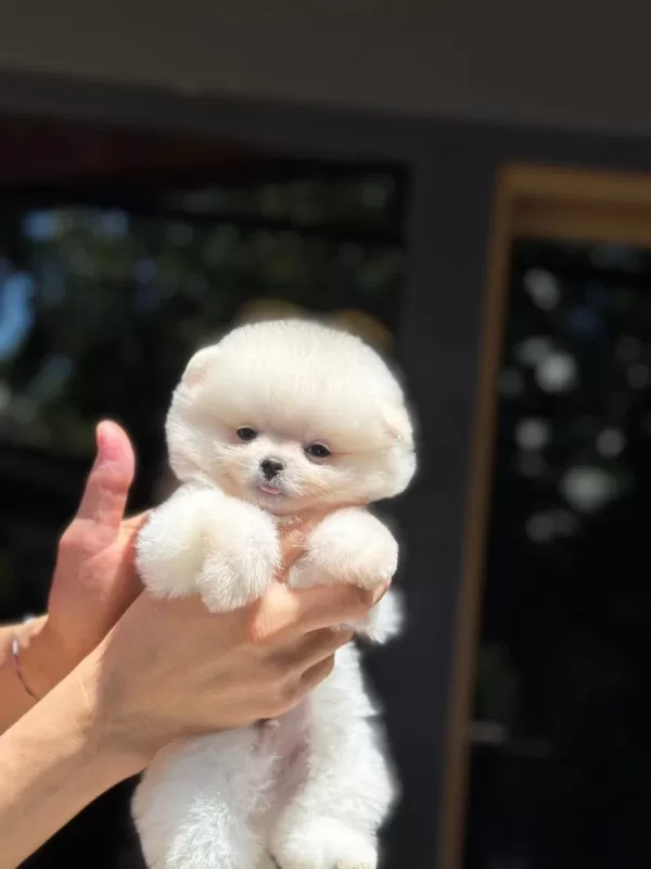 Ayıcık Surat Pomeranian Boo
