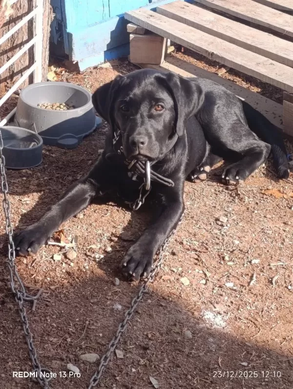 Tüm Aşıları Tam Köpeğimiz Çipi Kimliği Pasaportu Var