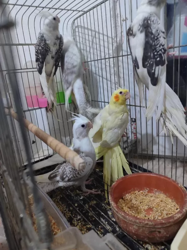 Yeni Yeme Düşmüş Sultanlar