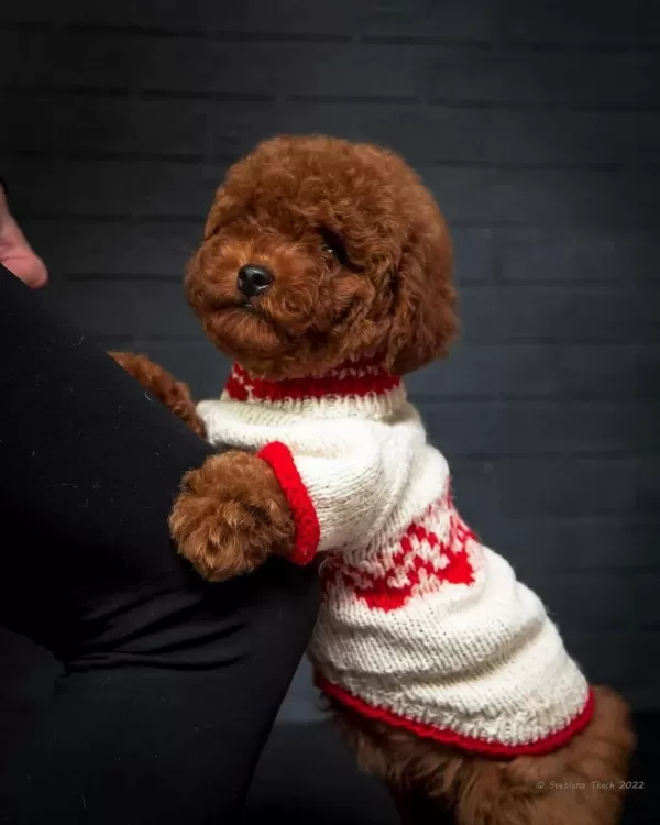 Güzeller Güzeli Poodle Bebekler