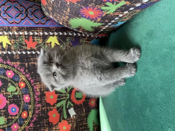 Gri Kırık Kulak Scottish Fold Yavru