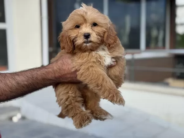 Wc Eğitimli Maltipoo Yavrularımız Ziyarete Açık