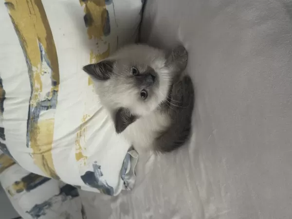 British Shorthair Blue Point Yavrular