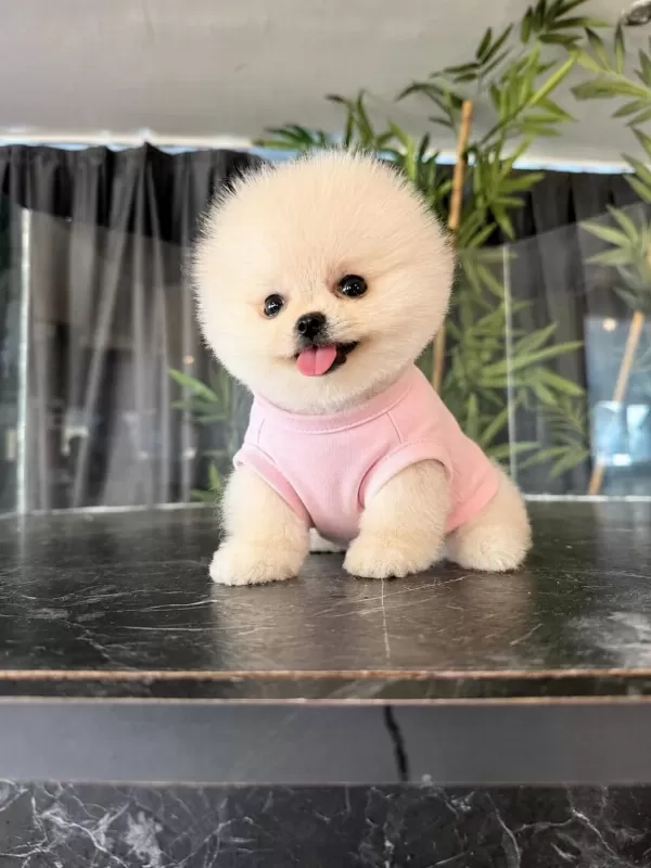 Orjinal Pomeranian Boo