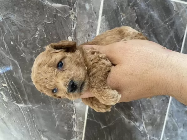 Orjinal Minyatür Toy Poodle Yavrular