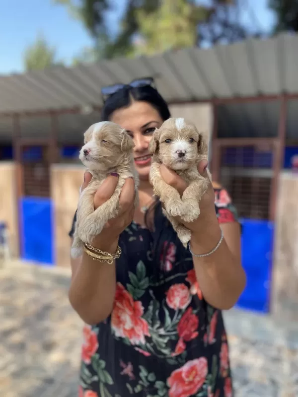 Safkan Maltipoo Yavrularım