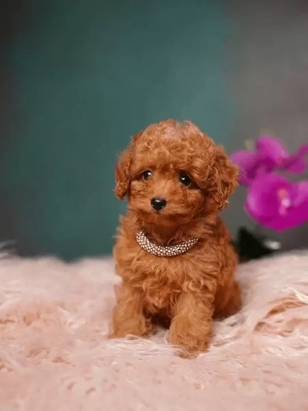 Zeka Küpü Sevgi Dolu Ve Çok Eğlenceli Poodle Yavrular