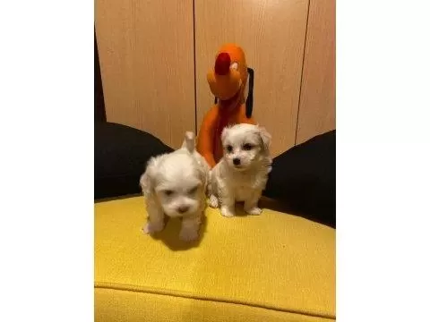 En Güzel Hediyeniz Maltipoo Bebeklerimiz