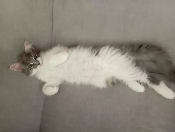 Nazik Maine Coon Devler Yuvasını Arıyor