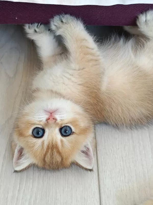 Muhteşem Golden British Shorthair Yavrular