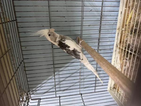 Albino Sultan Papağanı Tek Dişi Tek Erkek Takımlar
