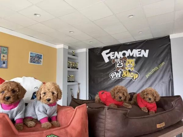 En Güzel Toy Poodle Yavrular Magazamizda Canli Görün