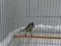 Mavi Baştankara Erkek