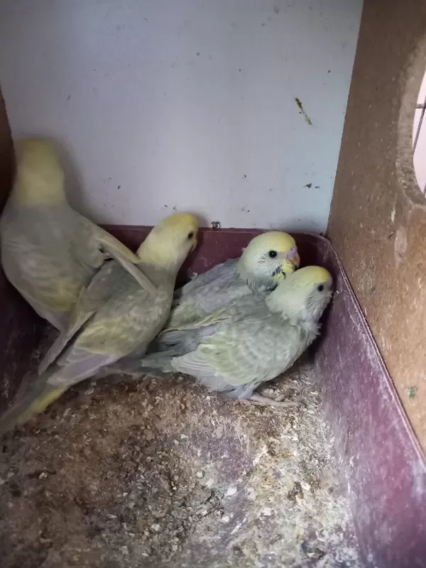 Sahibinden Yavru Muhabbet Kuşları