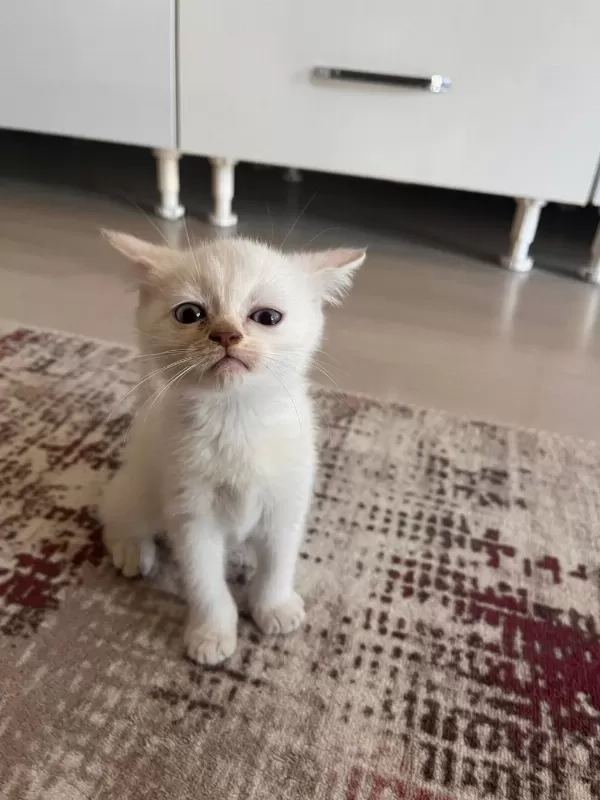 Son İki Yavru Kedimiz 4 Puan