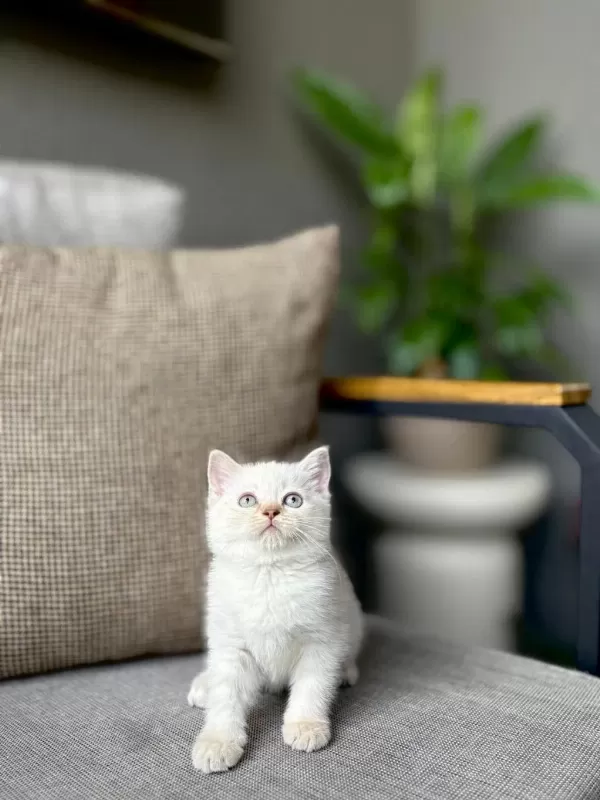 Birbirinden Güzel British Shorthair Yavrularim