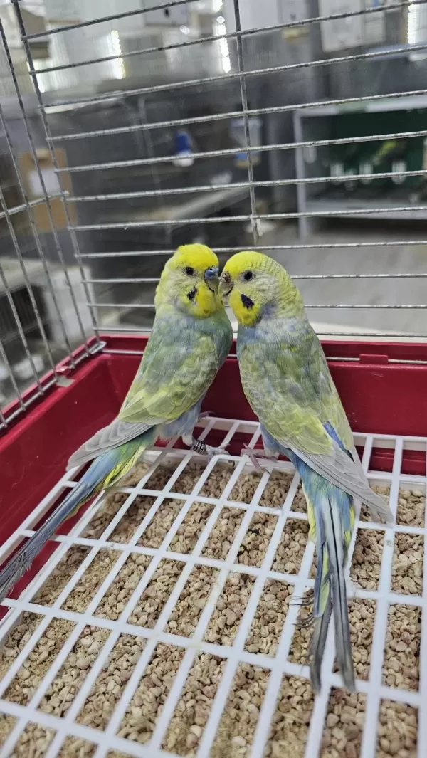 Üst Vasif Rainbow Muhabbet Kuşlar Açiklamayi Okuyun