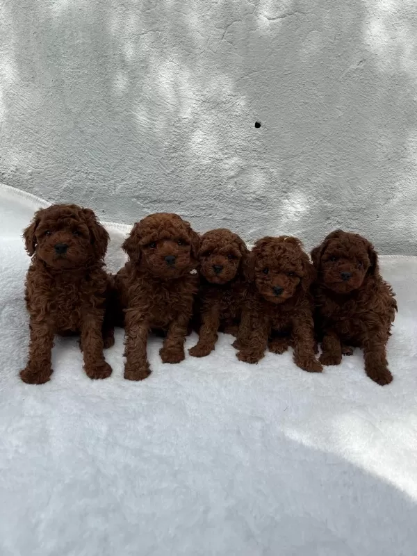 Denizlinin En Gözde Poodle Bebekleri