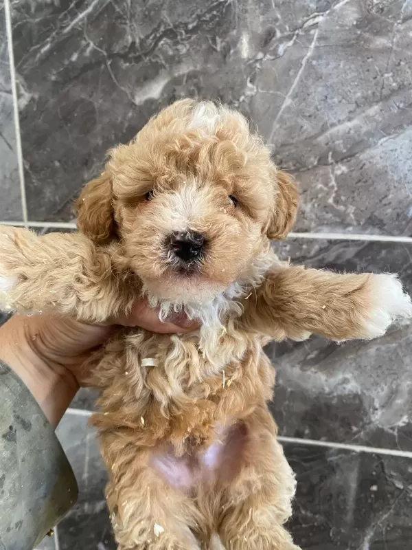 Orjinal Minyatür Toy Poodle