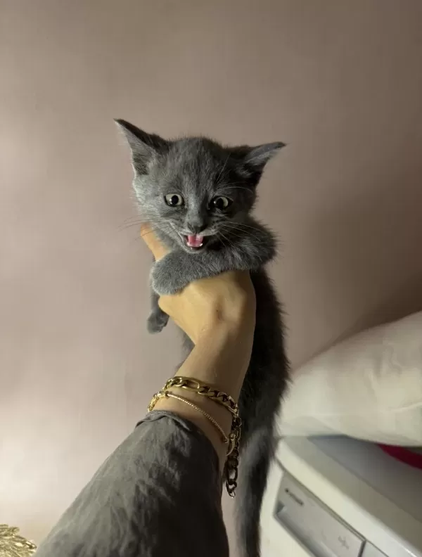 Gri British Shorthair Bebekler