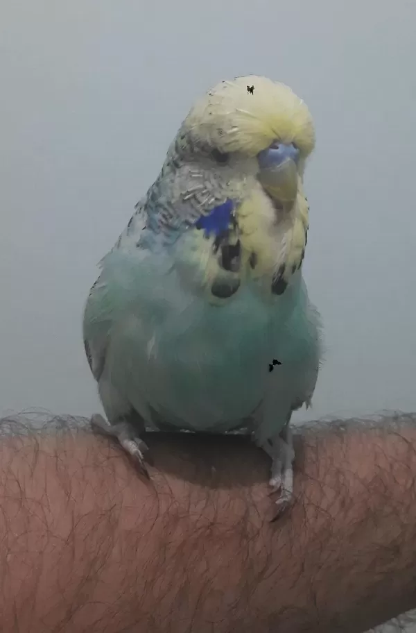 Show Jumbo Muhabbet Kuşu Erkek