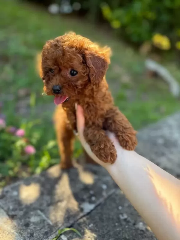 Efsane Toy Poodle Yavrulari