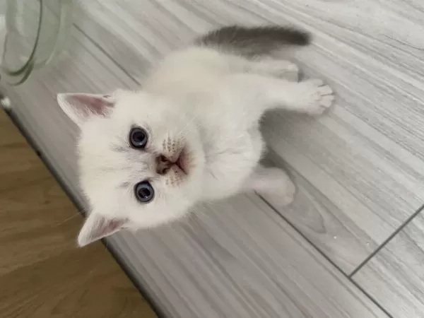 Scottish Fold Ve Scottish Straight Kediler İçin Ulaşın