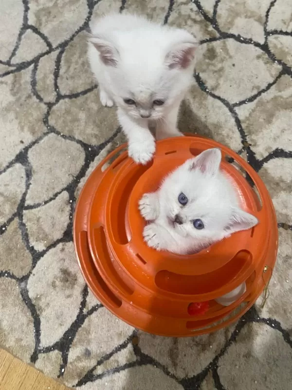 Kar Beyaz Maviş British Shorthair Yavrular