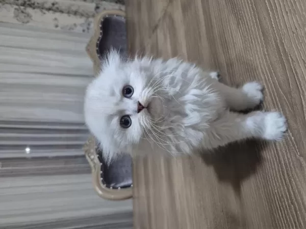 45 Günlük Scottish Fold Yavrular