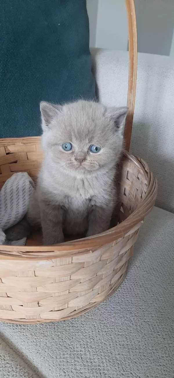 Ücretsiz Sahiplendirme British Shorthair