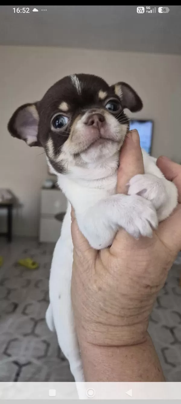Minik Şivava Köpekler