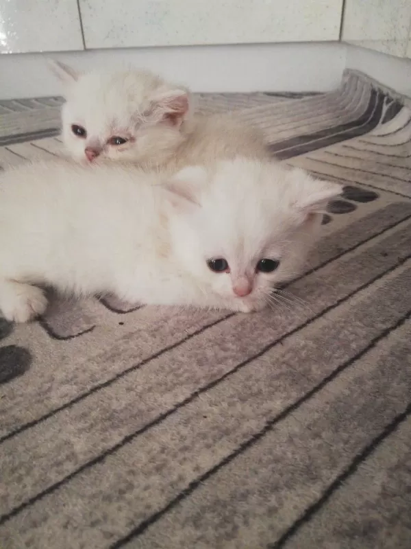 1.5 Aylık British Shorthair Yavrular