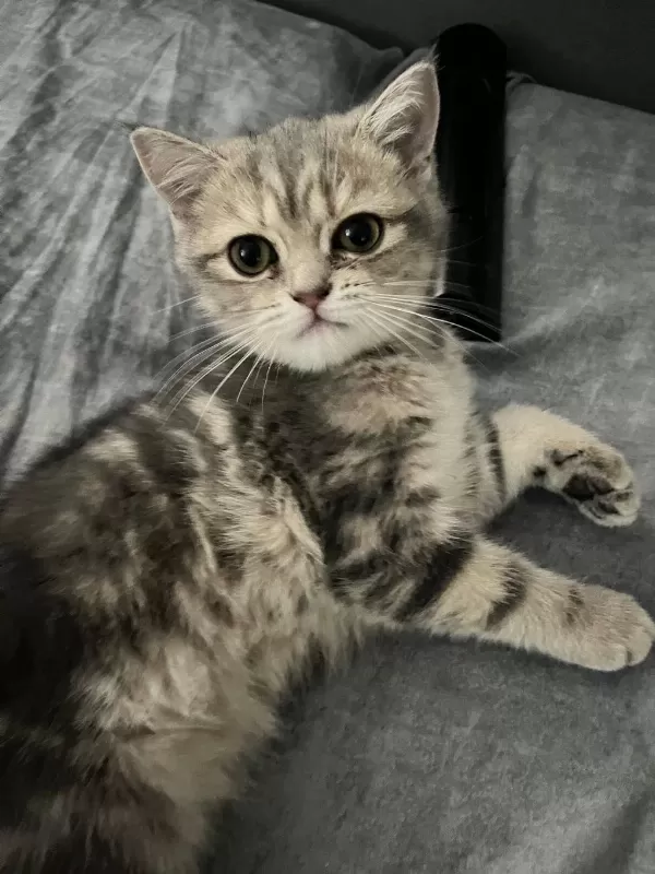 British Shorthair Yavrular
