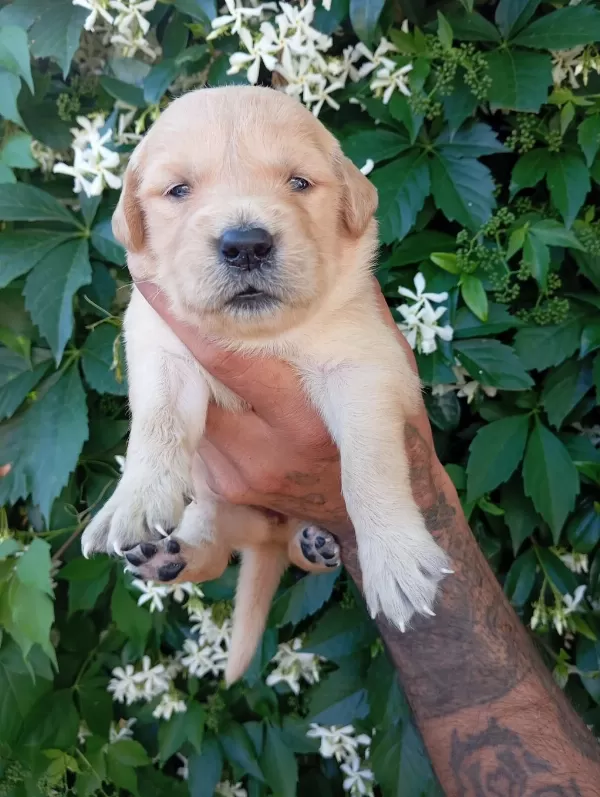 İrk Ve Sağlik Garanti Golden. Retriewer Yavrularimuz