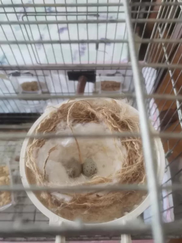 Takım Yumurtalı Al Mozaik Çift Kanarya
