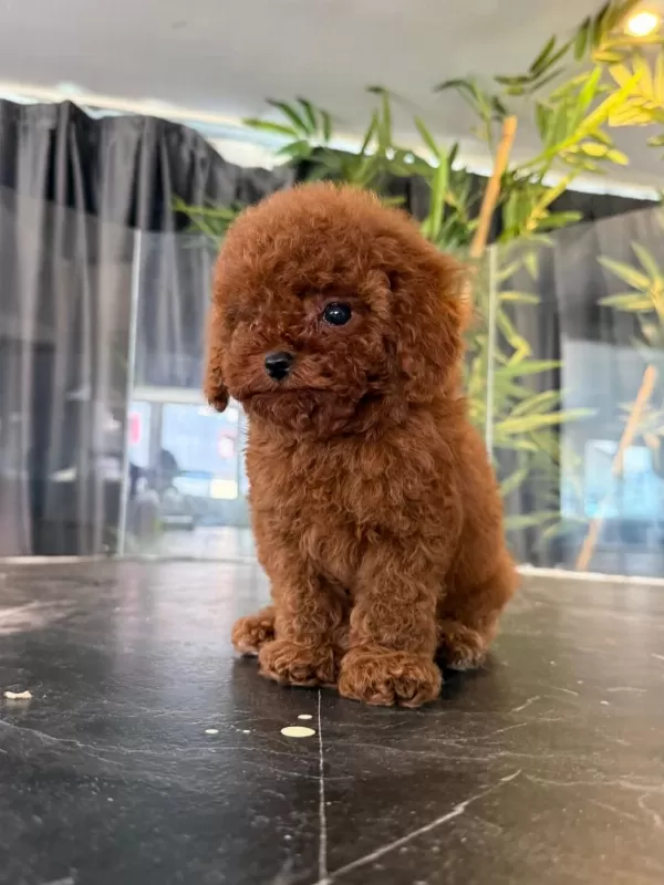 Orjinal Toy Poodle Yabruları