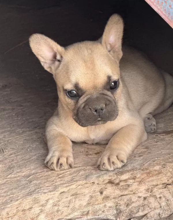 Çok Acil Son Bir Adet Dişi French Bulldog Kalmıştır