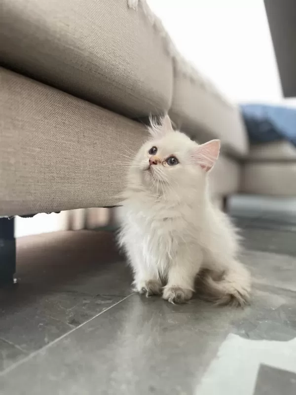 Pofuduk British Longhair Prenses