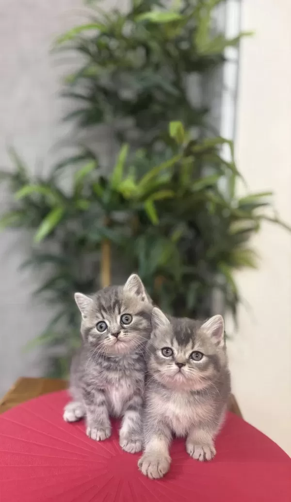 British Shorthair A Kalite Yavrularim