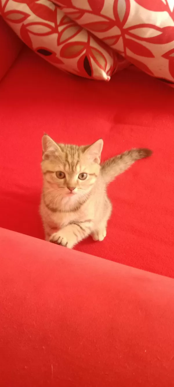 Harika İki Tatlı Kedimiz